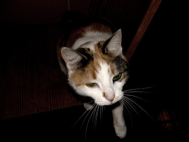 Click for fullsize view