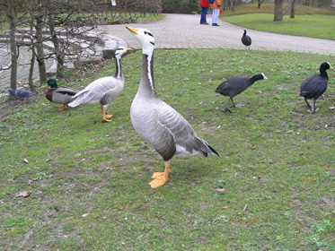 Click for fullsize view