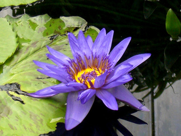 Click for fullsize view