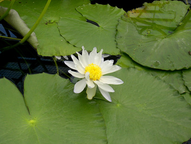 Click for fullsize view