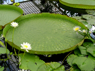 Click for fullsize view